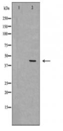 MAPK14 Antibody