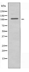 KIAA1967 Antibody