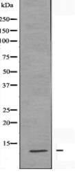 MRPS21 Antibody