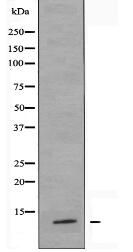 S100Z Antibody