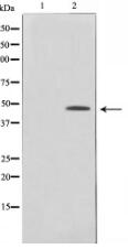 MAPK1/3 Antibody