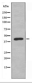 NFYA Antibody