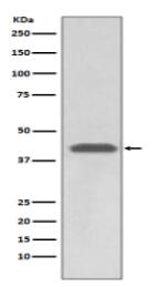 MHC class 1 Antibody