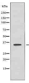 OR52A1 Antibody