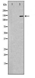 SIN3A Antibody