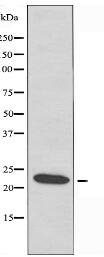 HSPB2 Antibody