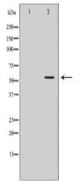 KPNA4 Antibody