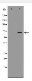 LTA4H Antibody