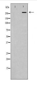 POLR2A Antibody