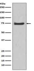 HSPA12A Antibody