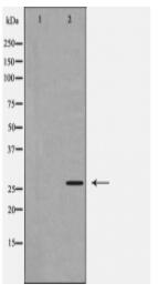 Caspase 1 Antibody