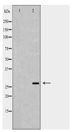 U2AF1 Antibody