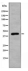 PDHA1 Antibody