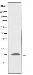 RPL27A Antibody