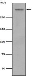 Plectin Antibody