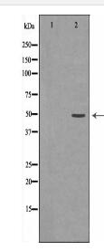 JNK2 Antibody