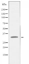 SIAH1 Antibody