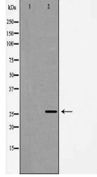 NEUROG1 Antibody