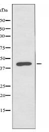 PA2G4 Antibody