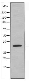 OR5H15 Antibody