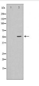 TRIM21 Antibody