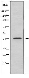 RPC4 Antibody