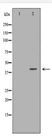 PON2 Antibody