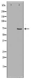 SYK Antibody