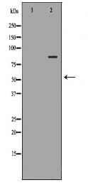 PECAM1 Antibody
