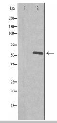 PLK5 Antibody