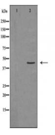 MEK1 Antibody