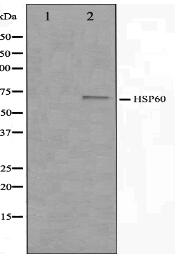 HSP60 Antibody