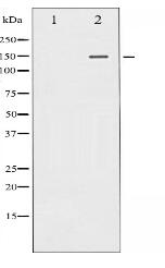 PLCG1 Antibody