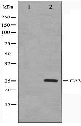 Caveolin-1 Antibody