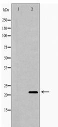 IL18 Antibody