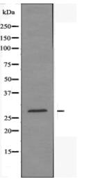 MARCH3 Antibody