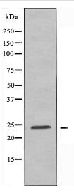 RPL10A Antibody