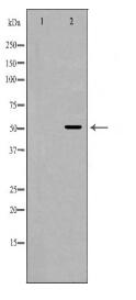 RUNX1 Antibody