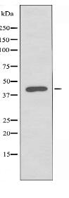 PSMD12 Antibody