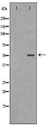 SMAD5 Antibody