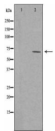 RGS7 Antibody