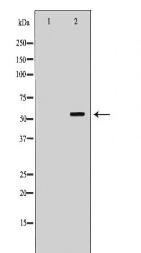 PVRL1 Antibody