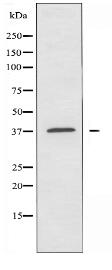 OR5D16 Antibody