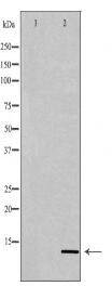 PATE3 Antibody