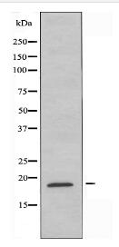 RPL12 Antibody