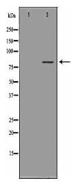 PRKCA Antibody