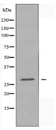 SPIC Antibody