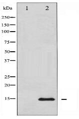 Histone H2A.X Antibody