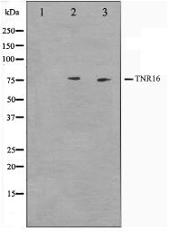 CD271 Antibody