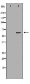 MMP25 Antibody